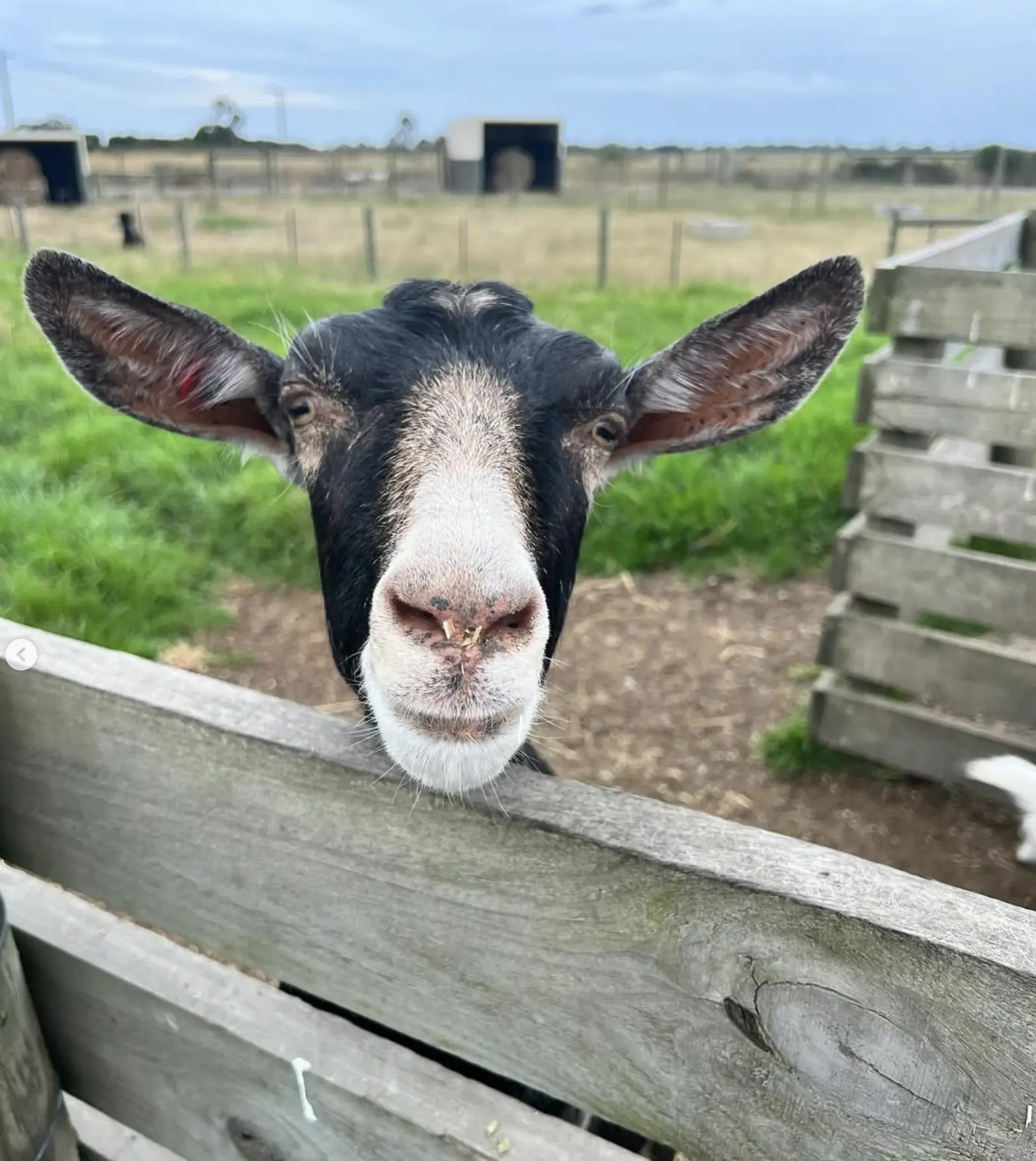 Dairy Farm Experience Australia