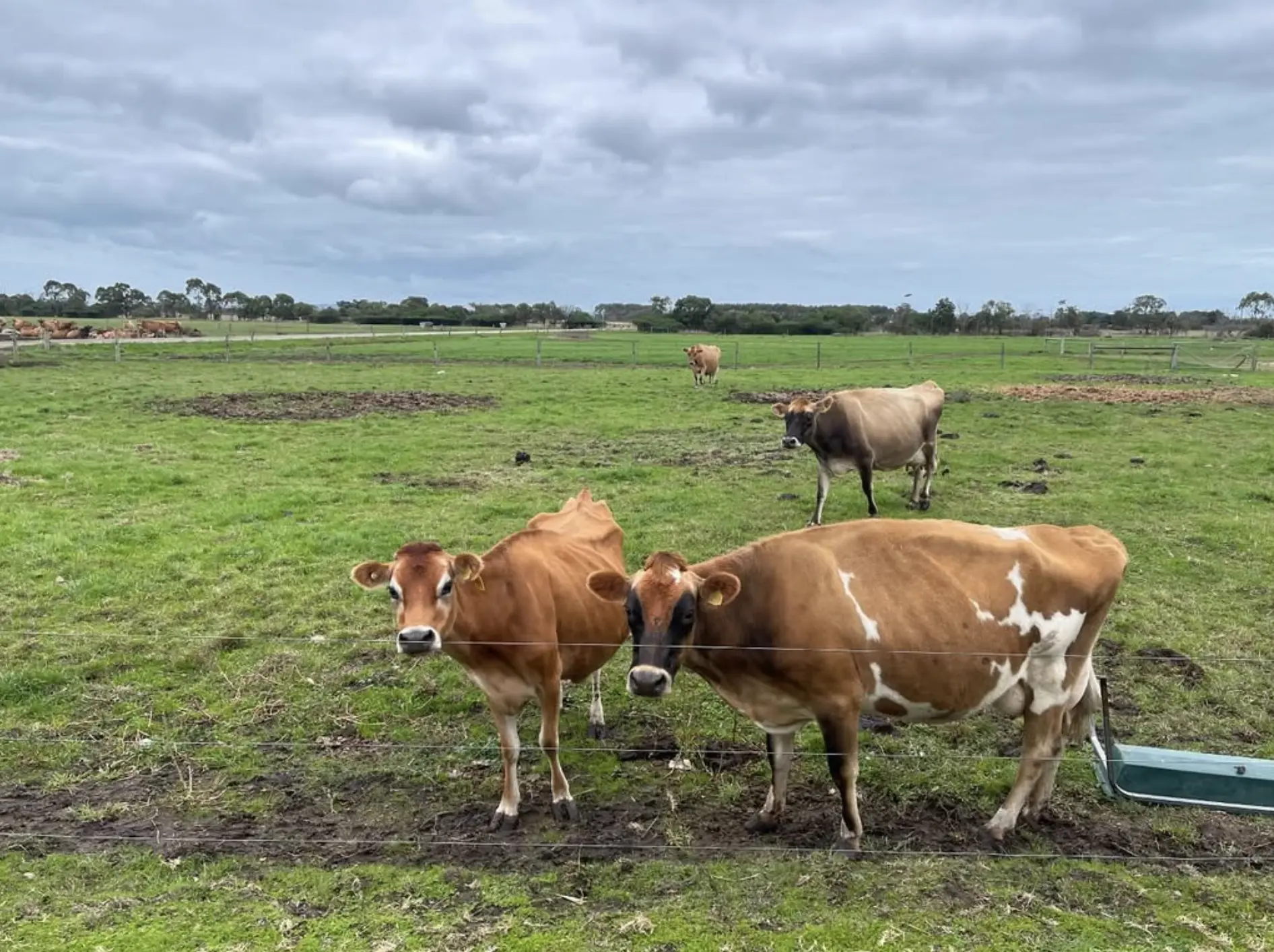 Mornington Peninsula Nature