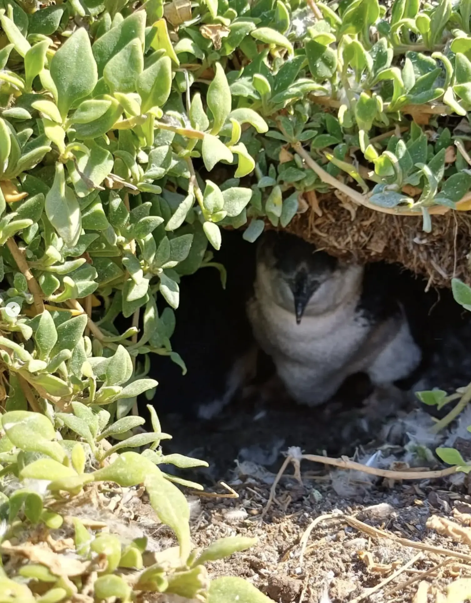 Phillip Island Penguin Tour