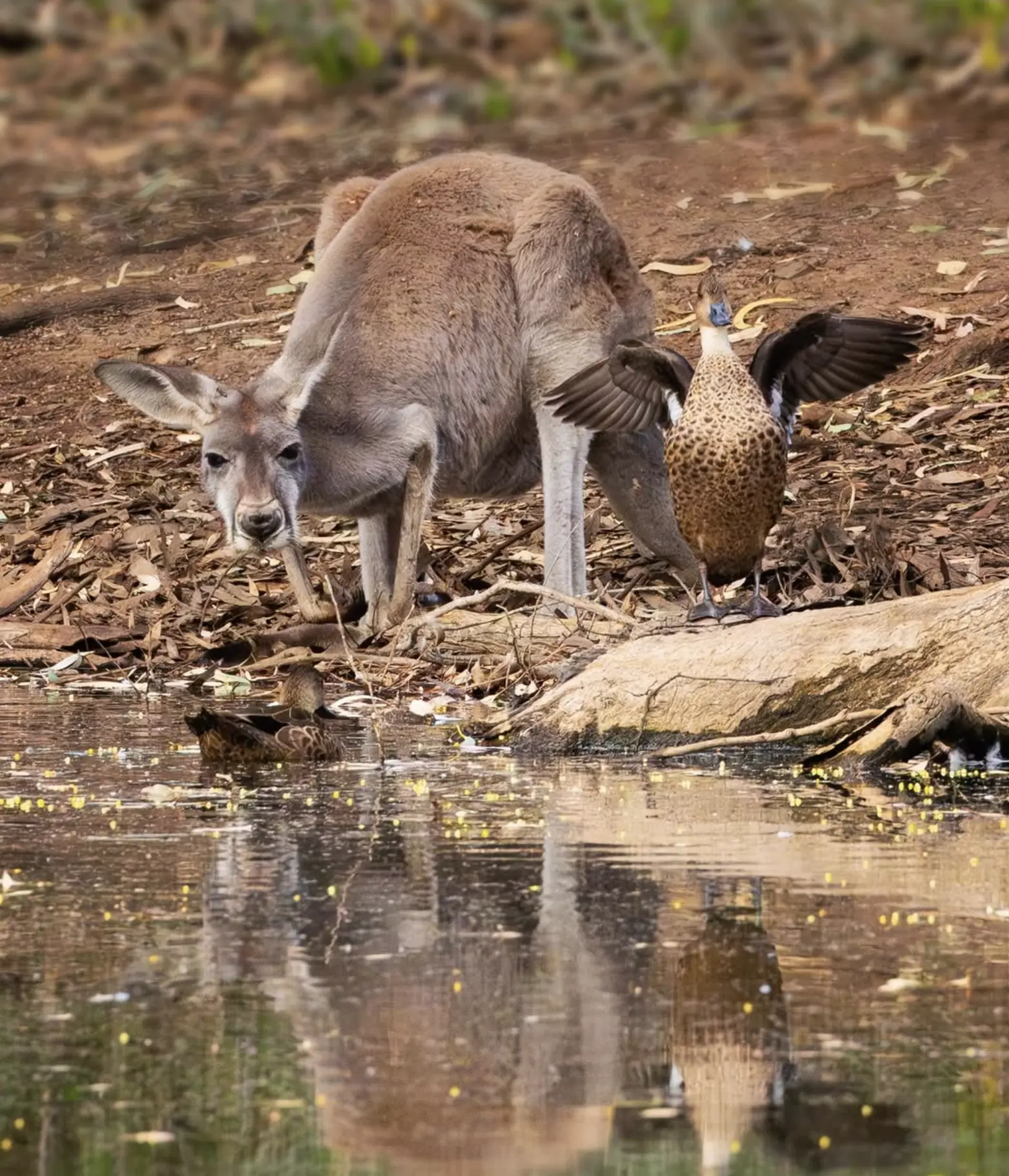Australian Wildlife