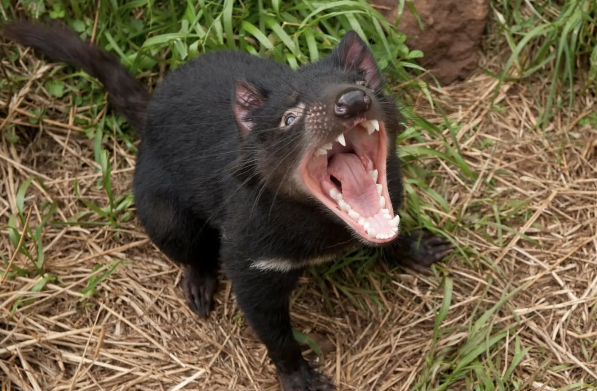 Otway National Park Animals