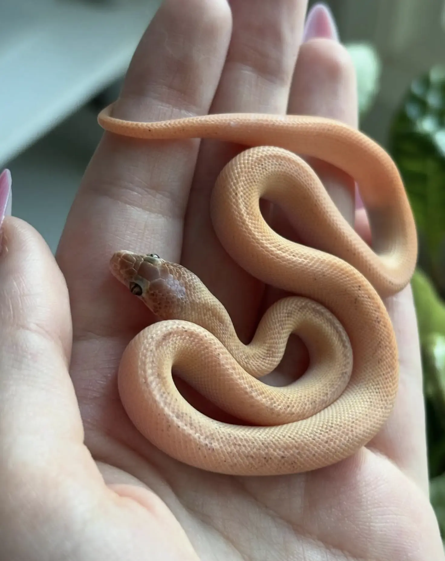 Tiger Snake